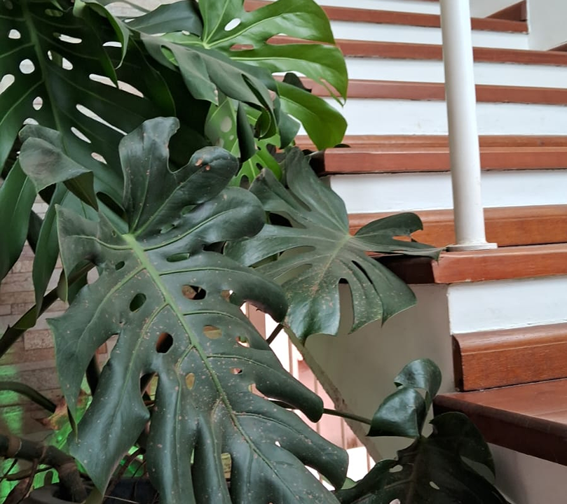 Imagem da estrutura da academia